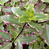 Pittosporum tenuifolium 'Elizabeth'